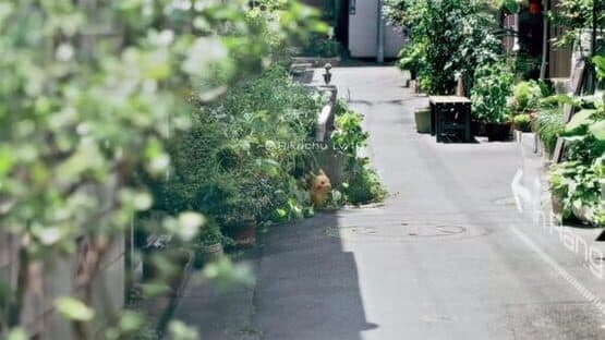 Pokémon Go — screenshot 1