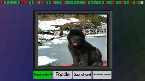 Test your knowledge: Dogs — screenshot 6