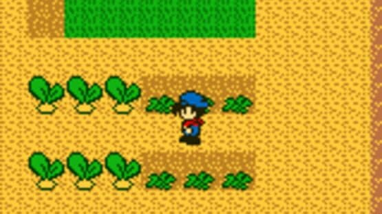 Harvest Moon GB — screenshot 8