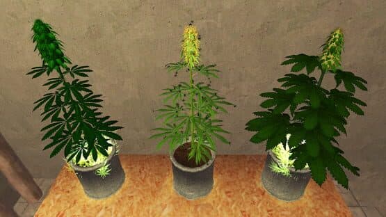 Weed Shop 2 — screenshot 2