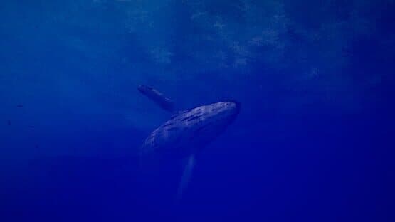 Call of the Ocean — screenshot 2