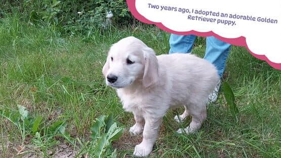 Golden Retriever Simple Life — screenshot 2