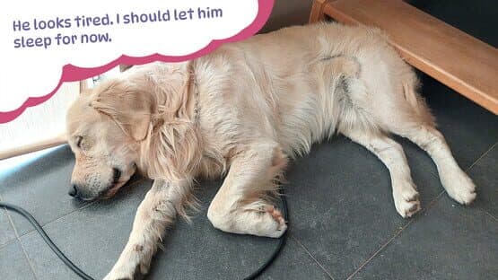 Golden Retriever Simple Life — screenshot 4