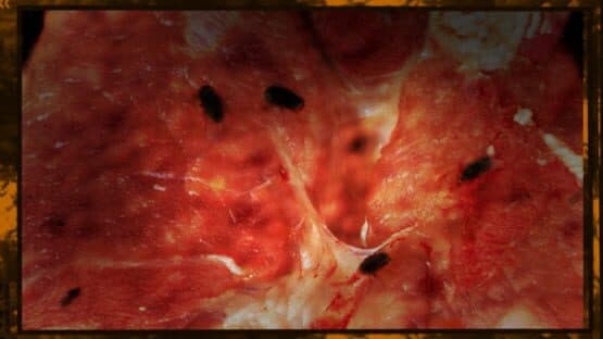 The Red Dowry — screenshot 2