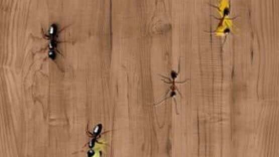 Ant Smasher — screenshot 3