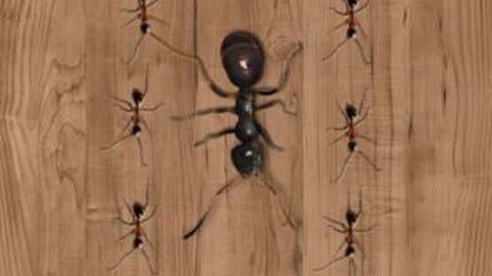 Ant Smasher — screenshot 4