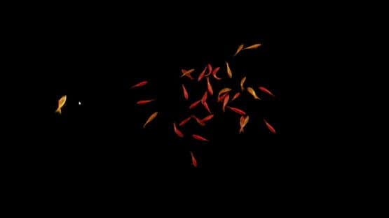 Goldfish Simulator — screenshot 1
