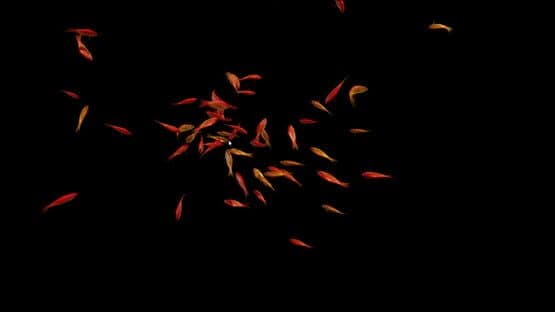Goldfish Simulator — screenshot 2
