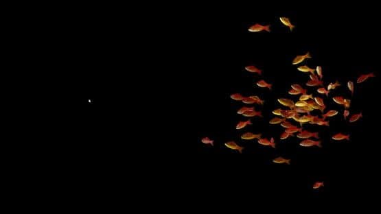 Goldfish Simulator — screenshot 5