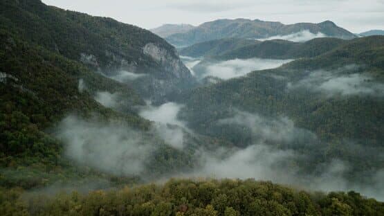 Wordless Forest — screenshot 4