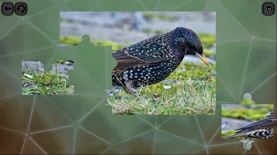 Puzzles for Smart: Birds — screenshot 4