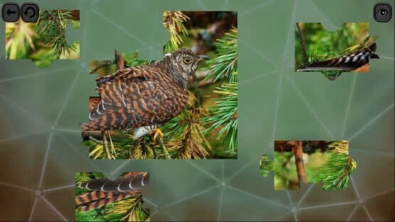 Puzzles for Smart: Birds — screenshot 6