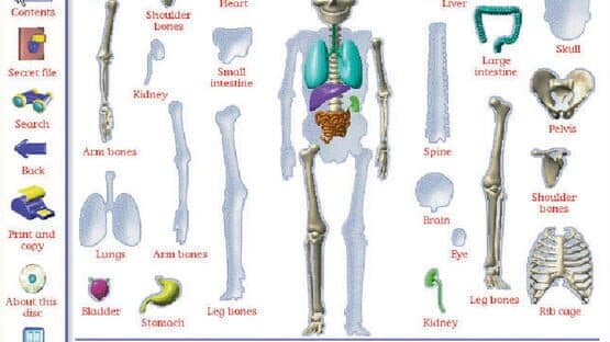 My Amazing Human Body — screenshot 2