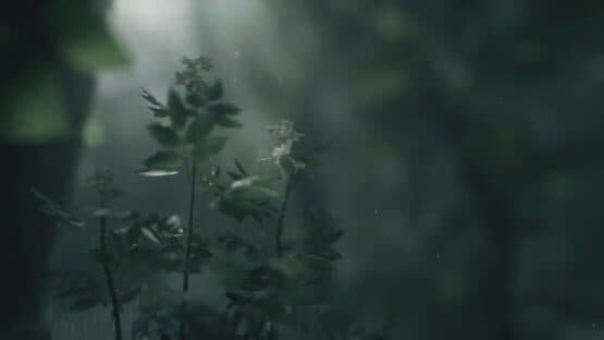 Wakamarina Valley, New Zealand — screenshot 2