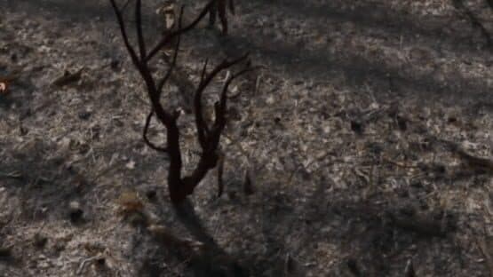 Natural Balance: Chronicles — screenshot 6