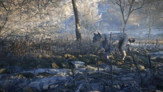 TheHunter: Call of the Wild - Medved-Taiga — screenshot 5