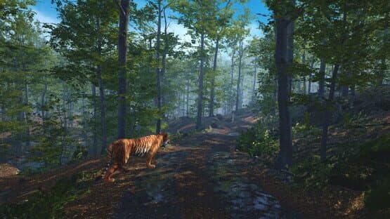Big Cat Rescue VR — screenshot 1