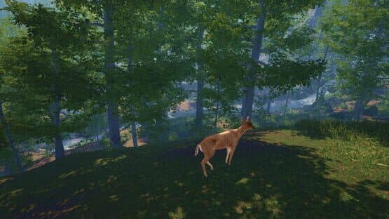 Big Cat Rescue VR — screenshot 4