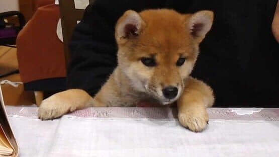 Shiba Mekuri — screenshot 6