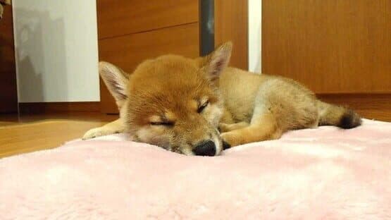 Shiba Mekuri — screenshot 8