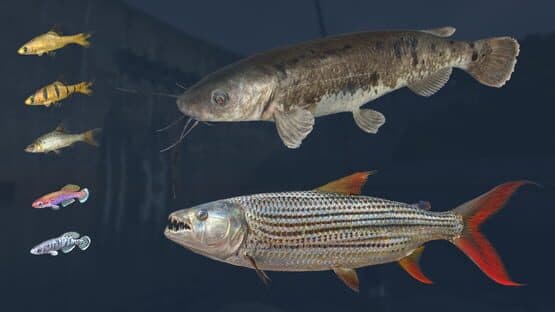 Ultimate Fishing Simulator: Kariba Dam DLC — screenshot 8