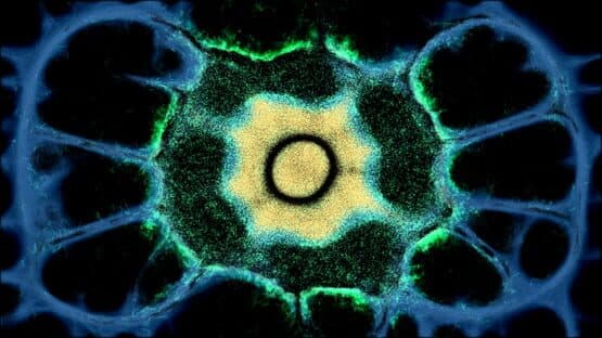 Physarum: Slime Mold Simulator — screenshot 1