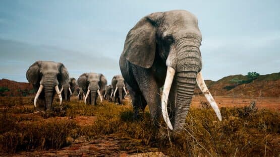Animalia Survival — screenshot 1