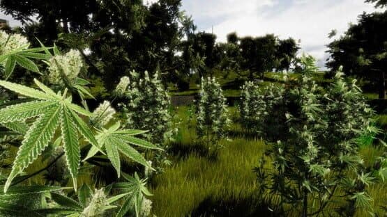 Medicinal Herbs: Cannabis Grow Simulator — screenshot 7