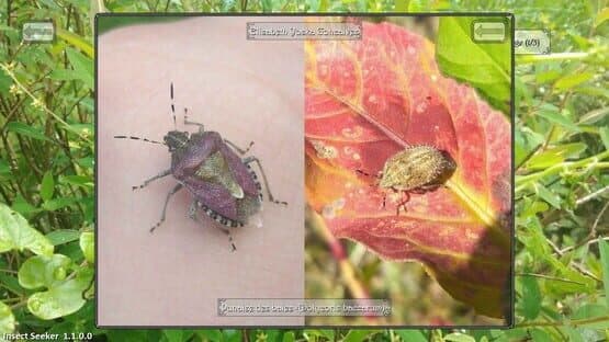 Insect Seeker — screenshot 6