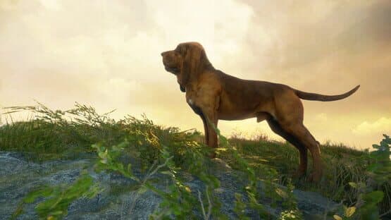TheHunter: Call of the Wild - Bloodhound — screenshot 1