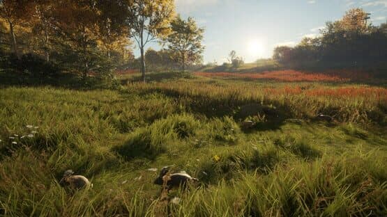 TheHunter: Call of the Wild - Free Species: European Rabbit — screenshot 1