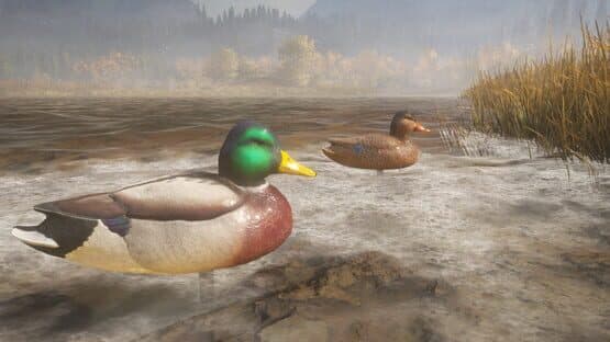 TheHunter: Call of the Wild - Duck and Cover Pack — screenshot 6