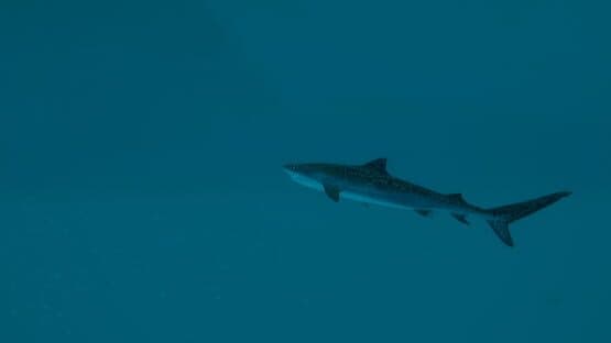 Ultimate Fishing Simulator 2 — screenshot 3