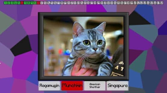 Test Your Knowledge: Cats — screenshot 2