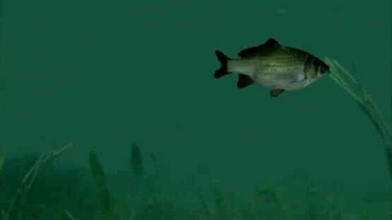 Reel Fishing — screenshot 1