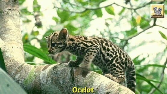 Discovering Endangered Wildlife — screenshot 5