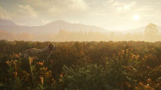 TheHunter: Call of the Wild - Labrador Retriever — screenshot 2