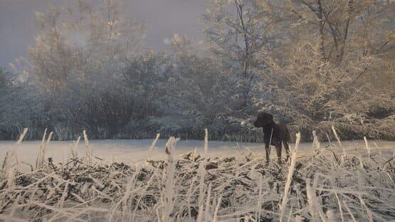 TheHunter: Call of the Wild - Labrador Retriever — screenshot 5