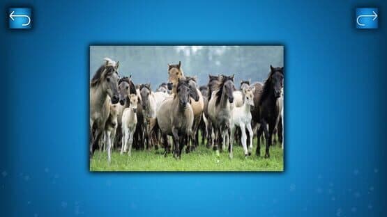 Puzzle: Animals — screenshot 4