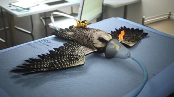 Enter Falconry — screenshot 7