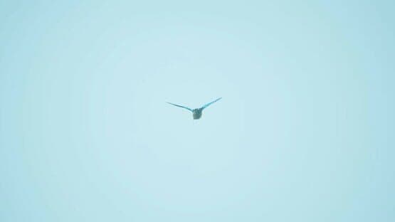 Bird Feather: Aquamarine World — screenshot 2