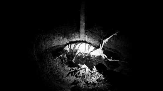 Forest God — screenshot 7