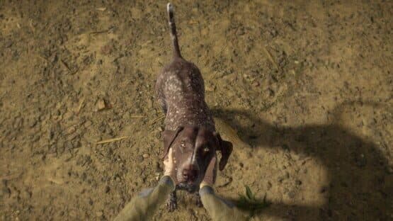 TheHunter: Call of the Wild - German Shorthaired Pointer — screenshot 2