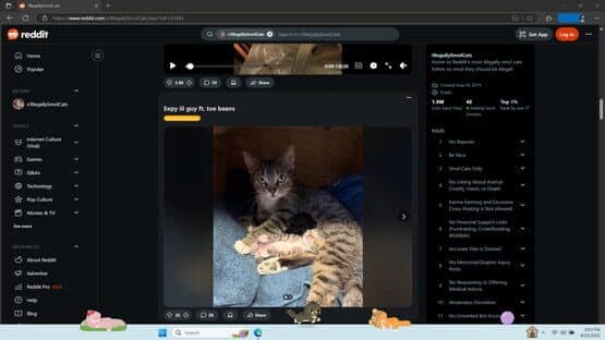 Digital Desktop Cats — screenshot 4