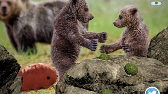 Tardigrade Planet: The Legend of the Strongest Mascot in the Universe — screenshot 3