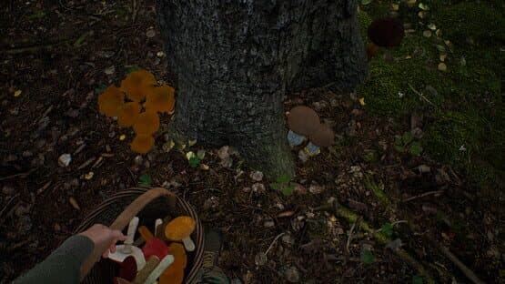 Mushroom Hunter Simulator — screenshot 5