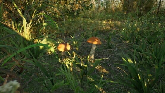 Forest Doesn’t Care — screenshot 5