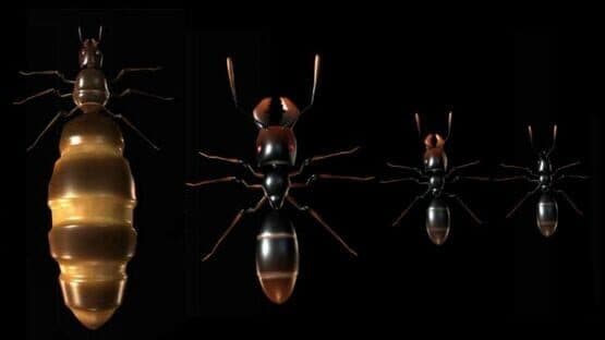 Ant Queen — screenshot 4