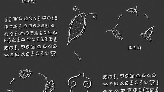 Plankton — screenshot 2